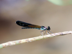 Heliocypha angusta
