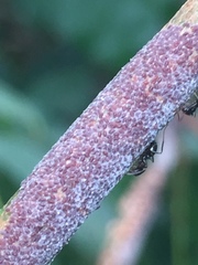 Eriococcus coriaceus