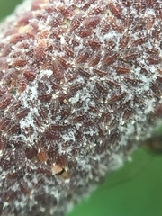 Eriococcus coriaceus