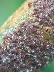 Eriococcus coriaceus