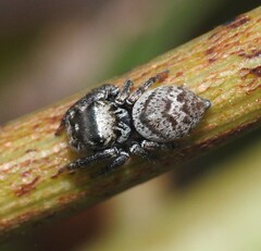 Euryattus bleekeri