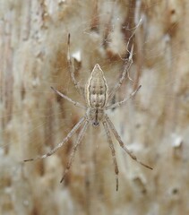 Argiope ocyaloides
