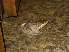 Leptodactylus macrosternum