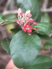 Ribes viburnifolium