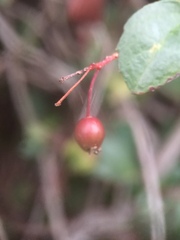 Ribes viburnifolium