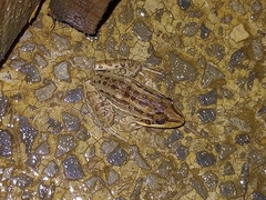 Leptodactylus macrosternum