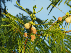 Leucaena leucocephala
