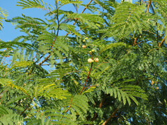 Leucaena leucocephala