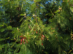 Leucaena leucocephala