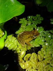 Rhinella ornata