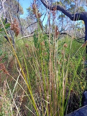 Juncus continuus
