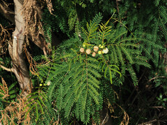 Leucaena leucocephala