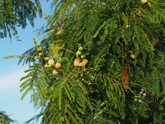 Leucaena leucocephala
