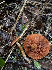 Cortinarius cinnamomeus