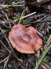 Cortinarius cinnamomeus