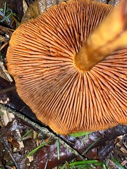 Cortinarius cinnamomeus