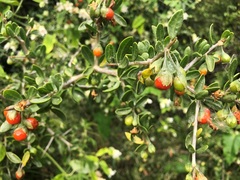 Lycium ferocissimum