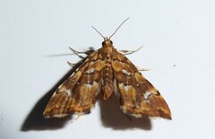 Musotima nitidalis