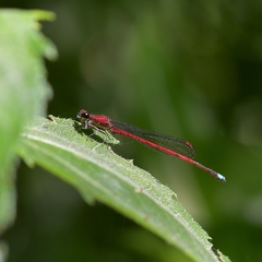 Oxyagrion terminale