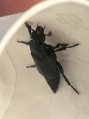 Nicrophorus nigrita