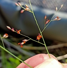Panicum simile