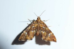 Musotima nitidalis