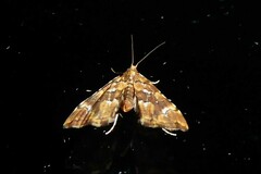 Musotima nitidalis