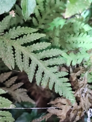 Tectaria devexa