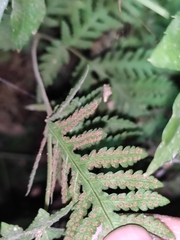 Tectaria devexa