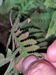 Tectaria devexa