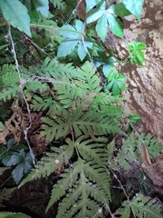 Tectaria devexa