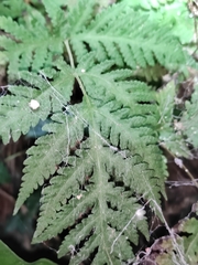 Tectaria devexa