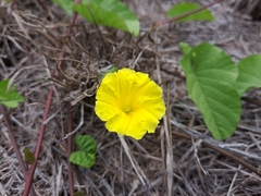 Camonea umbellata
