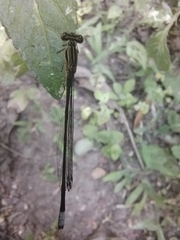 Apanisagrion