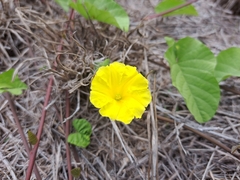 Camonea umbellata