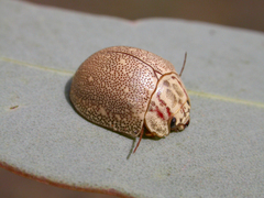 Paropsis deserti