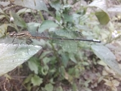 Apanisagrion