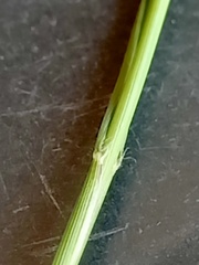 Panicum simile