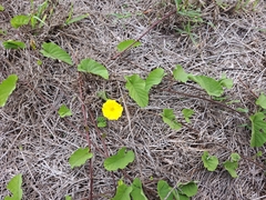 Camonea umbellata