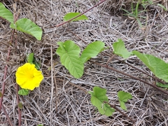Camonea umbellata