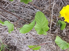 Camonea umbellata