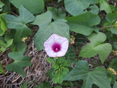 Ipomoea