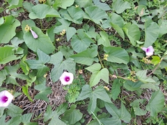 Ipomoea
