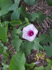 Ipomoea