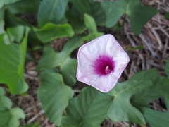 Ipomoea