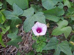 Ipomoea