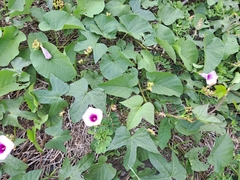 Ipomoea