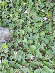 Ipomoea