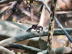 Episesarma versicolor