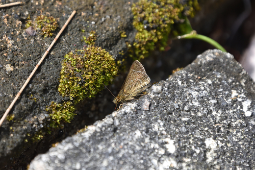Grey Scrub Hopper